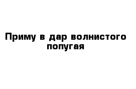 Приму в дар волнистого попугая